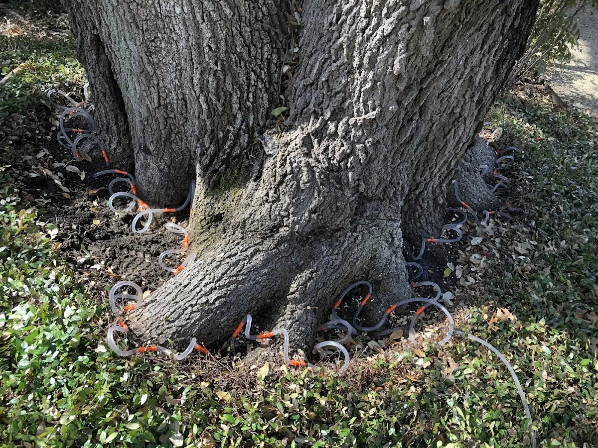 Detailed Tree Cabling and Bracing job site in Bullhead