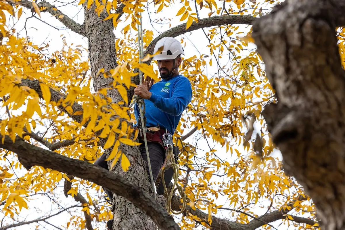 Skilled Tree Transplanting crew working in Bullhead